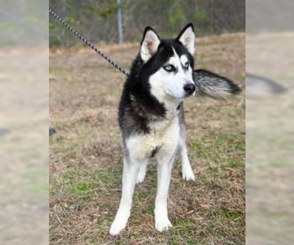 Medium Photo #3 Siberian Husky Puppy For Sale in Glen Allen, VA, USA