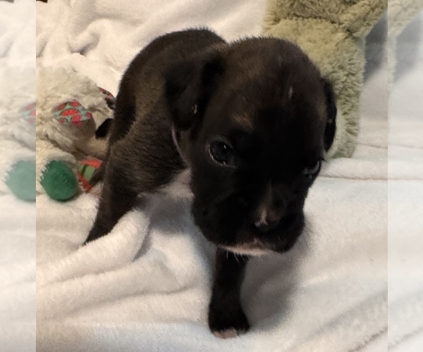 Medium Photo #5 Boxer Puppy For Sale in LANSING, MI, USA