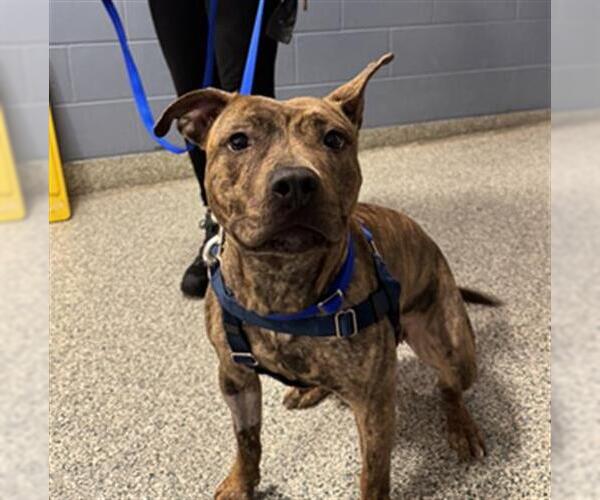 Medium Photo #2 Mutt Puppy For Sale in Boston, MA, USA