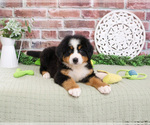 Small #3 Bernese Mountain Dog