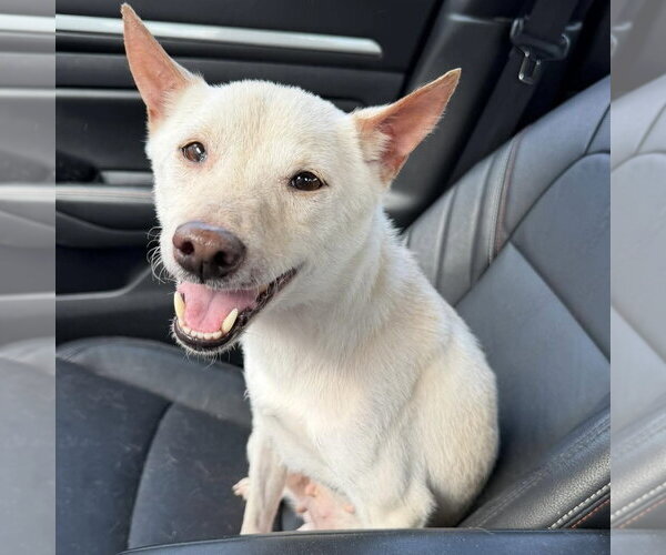 Medium Photo #2 Shiba Inu-Unknown Mix Puppy For Sale in Spring Lake, NC, USA