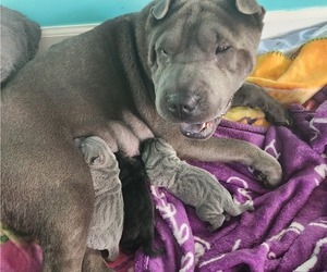 Mother of the Chinese Shar-Pei puppies born on 10/24/2023