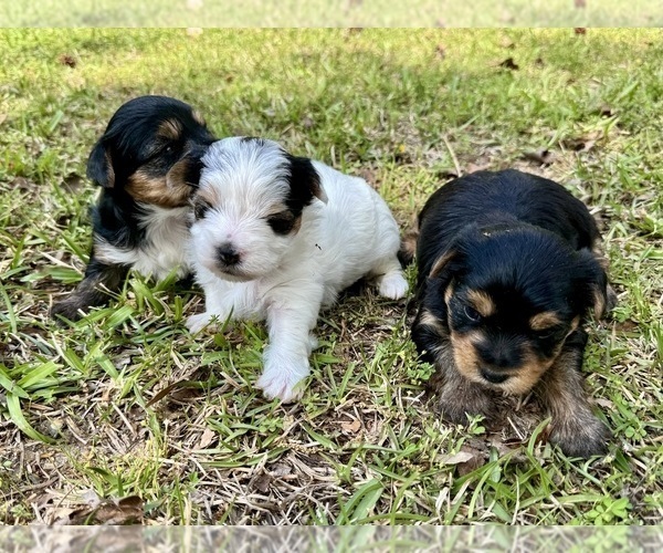 Medium Photo #5 Yorkshire Terrier Puppy For Sale in BROOKHAVEN, MS, USA