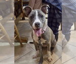 Small #31 Mutt
