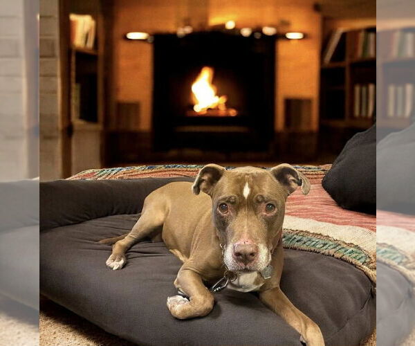 Medium Photo #4 American Pit Bull Terrier-Unknown Mix Puppy For Sale in Gettysburg, PA, USA