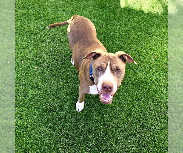 Medium Photo #2 American Staffordshire Terrier Puppy For Sale in San Juan Capistrano, CA, USA