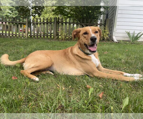 Medium Photo #2 Golden Retriever-Unknown Mix Puppy For Sale in Columbus, IN, USA