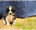 Puppy Constance Newfoundland-Saint Bernard Mix