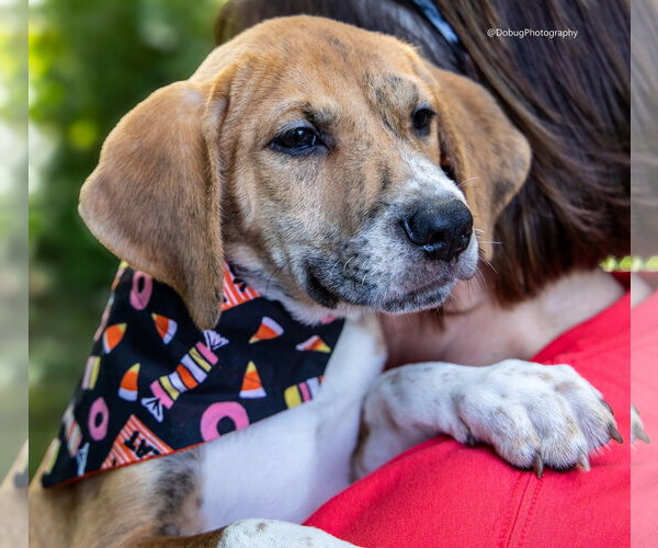 Medium Photo #1 Beagle-Unknown Mix Puppy For Sale in Gilberts, IL, USA