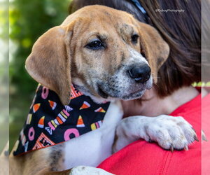 Scout - Male Beagle-Unknown Mix Dog for Adoption
