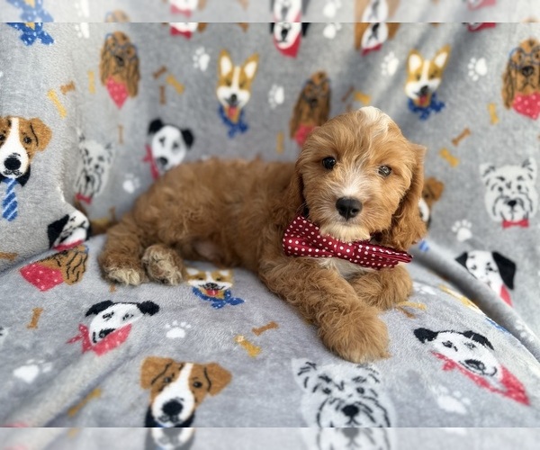 Medium Photo #2 Cavapoo (Miniature) Puppy For Sale in LAKELAND, FL, USA
