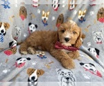 Small #1 Cavapoo (Miniature)