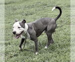 Small #1 American Pit Bull Terrier Mix