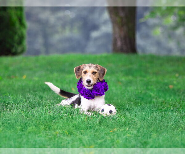 Medium Photo #7 Mutt Puppy For Sale in Unionville, PA, USA