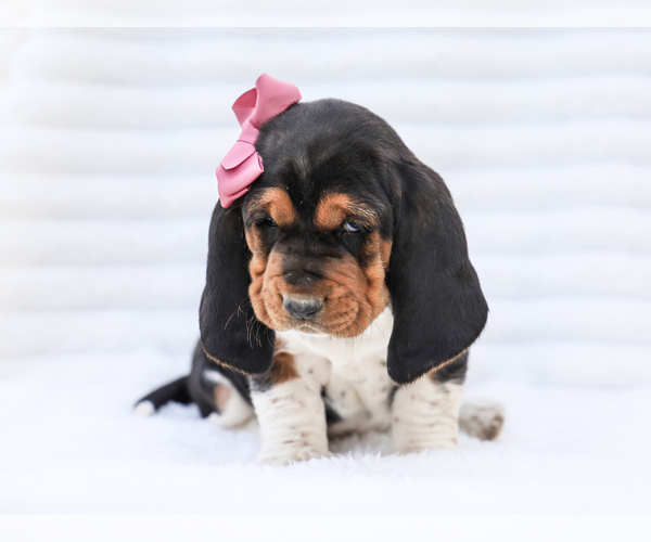 Medium Photo #5 Basset Hound Puppy For Sale in LIBERTY, KY, USA