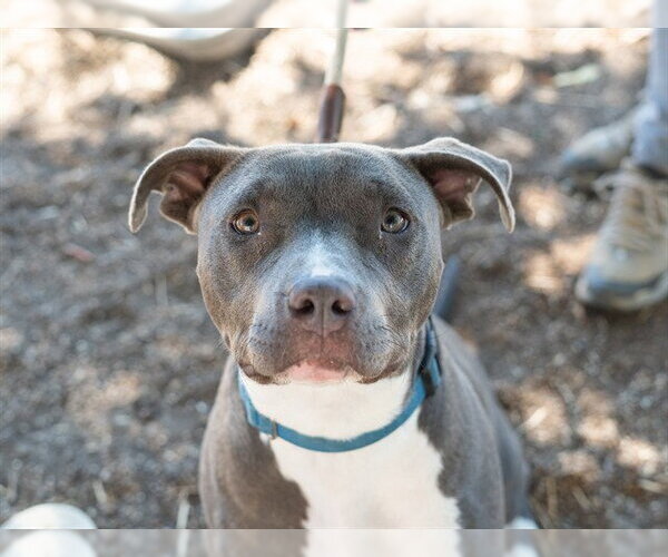 Medium Photo #2 Mutt Puppy For Sale in Martinez, CA, USA