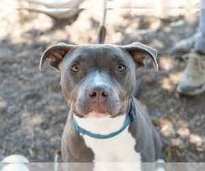 JOAN - Female Mutt Dog for Adoption - Photo #2