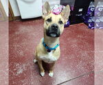 Small #9 American Pit Bull Terrier Mix