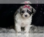Small Photo #73 Morkie Puppy For Sale in WARSAW, IN, USA