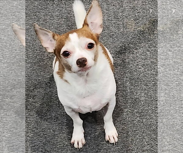 Medium Photo #1 Chihuahua Puppy For Sale in Weston, FL, USA