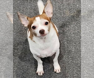 Lucky - Male Chihuahua Dog for Adoption
