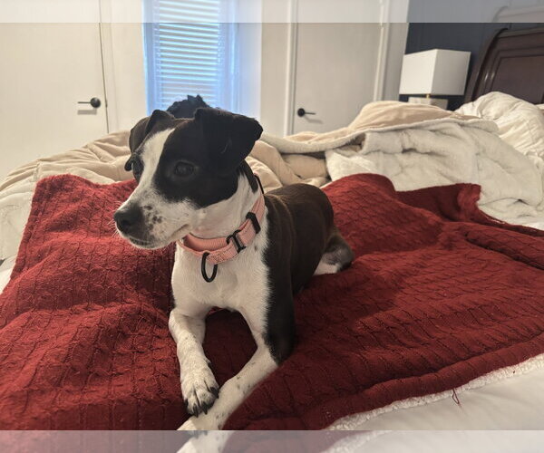 Medium Photo #5 Jack Russell Terrier-Unknown Mix Puppy For Sale in Rockaway, NJ, USA