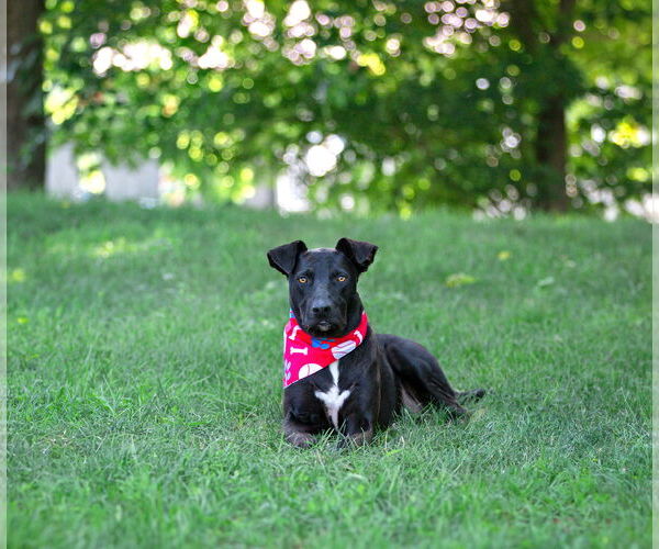 Medium Photo #2 Labrador Retriever-Unknown Mix Puppy For Sale in Unionville, PA, USA