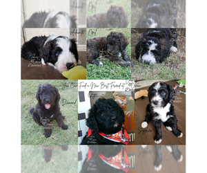 Bernedoodle Puppy for sale in MESA, AZ, USA