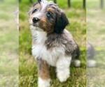 Puppy Tucker Aussiedoodle Miniature 