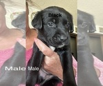 Small #4 Golden Retriever Mix