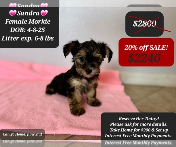 Medium Photo #1 Morkie Puppy For Sale in TUCSON, AZ, USA