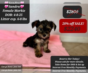 Morkie Puppy for sale in TUCSON, AZ, USA