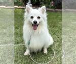 Small #1 American Eskimo Dog