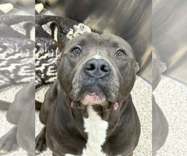 Medium Photo #1 American Pit Bull Terrier-Unknown Mix Puppy For Sale in Martinsburg, WV, USA