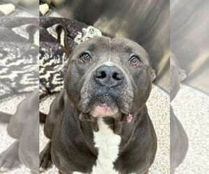 American Pit Bull Terrier-Unknown Mix Dogs for adoption in Martinsburg, WV, USA