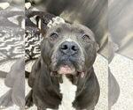 Small American Pit Bull Terrier Mix
