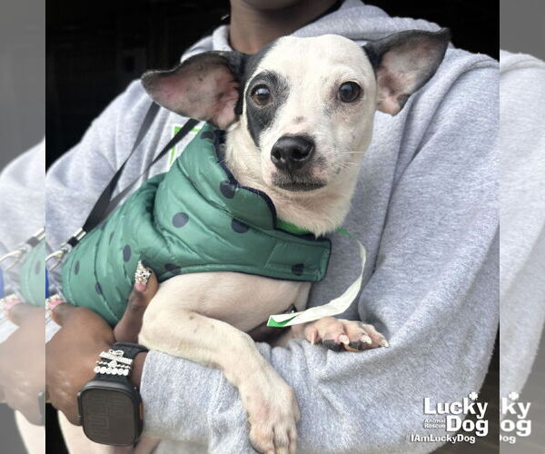 Medium Photo #2 Chihuahua-Unknown Mix Puppy For Sale in Washington, DC, USA