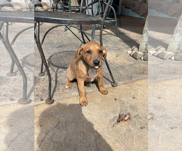 Medium Photo #7 Doberman Pinscher-Unknown Mix Puppy For Sale in Minneaoplis, MN, USA