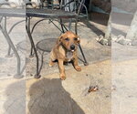 Small #6 Doberman Pinscher Mix