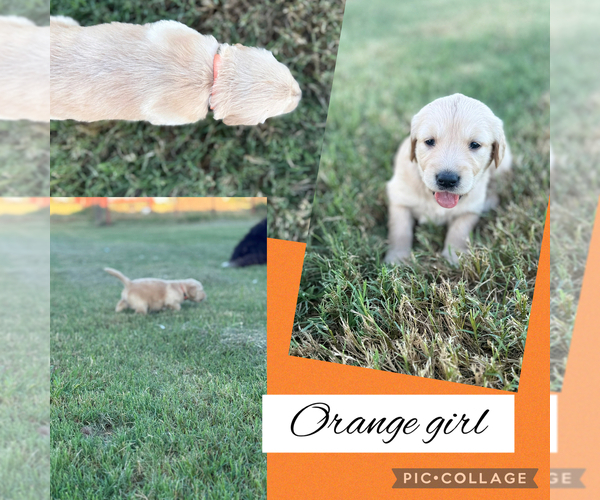 Medium Photo #7 Golden Retriever Puppy For Sale in JUSTIN, TX, USA