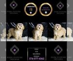 Small Photo #99 Maltipoo Puppy For Sale in WARSAW, IN, USA