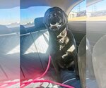 Small Photo #6 Labrador Retriever-Unknown Mix Puppy For Sale in Rowlett, TX, USA