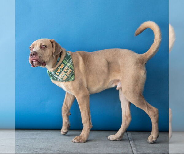 Medium Photo #2 Mastiff Puppy For Sale in Pasadena, CA, USA