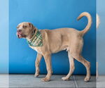 Small #1 Mastiff