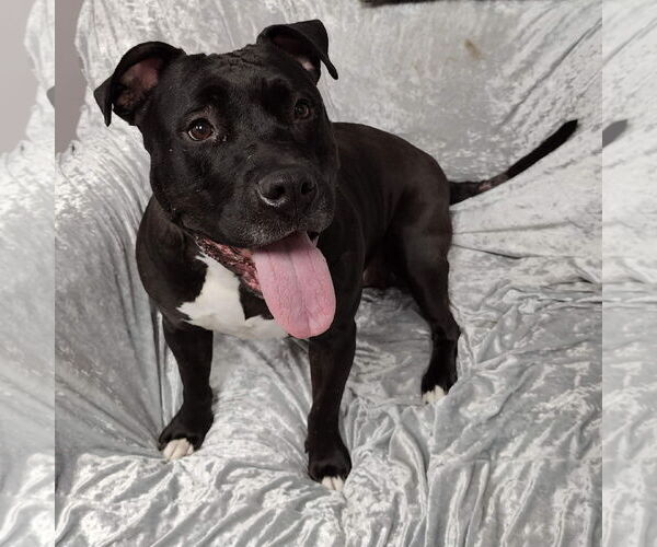 Medium Photo #6 American Pit Bull Terrier Puppy For Sale in St. Louis Park, MN, USA