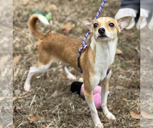 Medium Photo #2 Chihuahua-Unknown Mix Puppy For Sale in Yardley, PA, USA