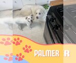 Small #1 Great Pyrenees-Red Heeler Mix
