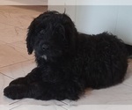 Puppy Max Goldendoodle-Newfoundland Mix