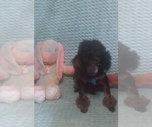 Poodle (Toy) Puppy for sale in GADSDEN, AL, USA