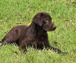 Labrador Retriever Puppy for Sale in EASTMAN, Georgia USA